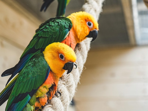 Bright cute parrot sitting on a rope