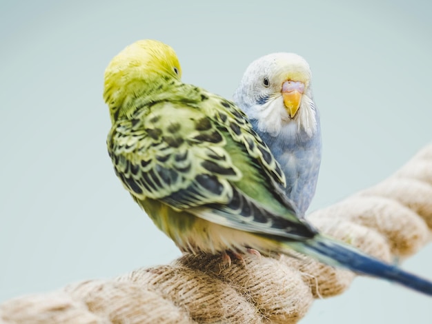 Bright cute parrot sitting on a rope