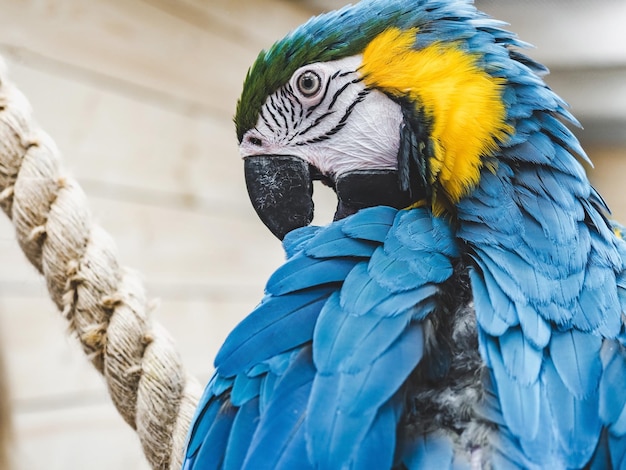 Bright cute parrot sitting on a rope