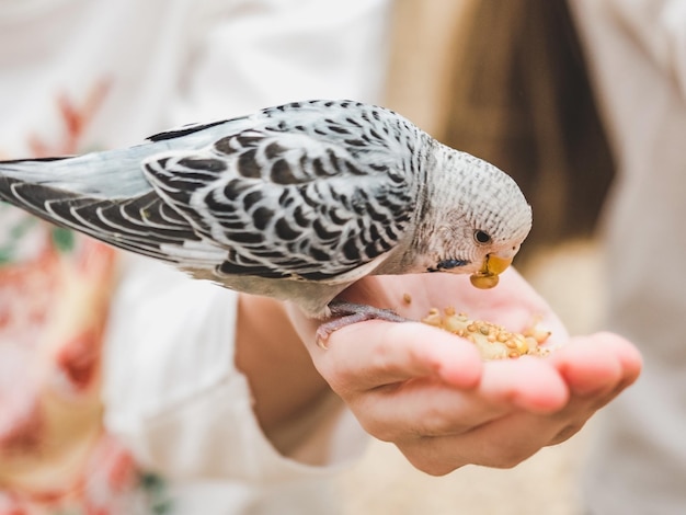 Bright cute parrot and a young woman