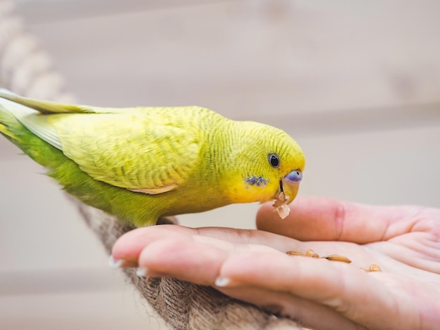 Bright cute parrot and a young woman