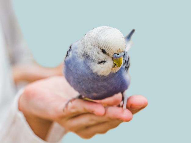 Bright cute parrot and a young woman