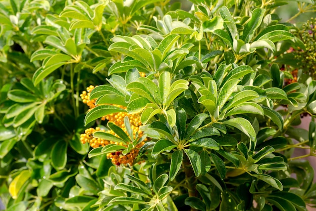 The bright decorative plant Schefflera with droplets of rain closeup