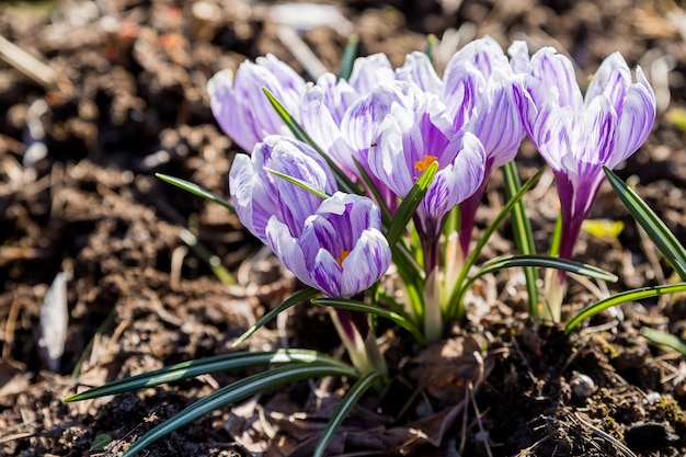 Bright, delicate spring purple crocuses in the garden on an early sunny morning. Awakening of plants in nature after winter. Forest botanical crocuses wild flowers.Flower bed with crocuses