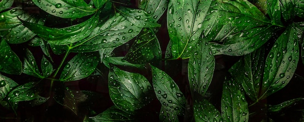 Bright dense greens with drops Beauty of nature Background Space for text Closeup Panorama format