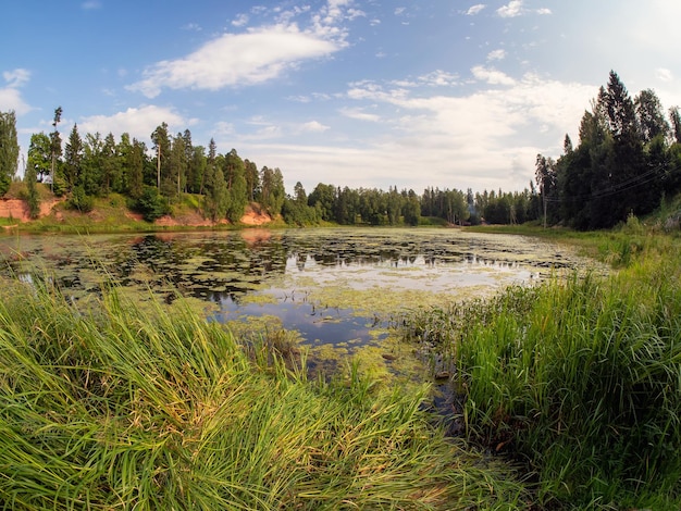 Bright dramatic summer landscape with an old pond trees on the shore and reflections Greenery spring sunny landscape with old pond Pond with water lilies