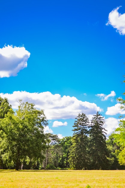 Bright Field meadow trees pine trees sky clouds copy space