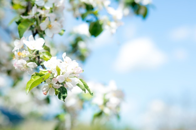 Bright flowering cherry tree branch with lot of white flowers on blurred deep green background