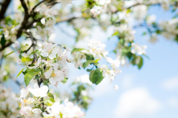 Bright flowering cherry tree branch with lot of white flowers on blurred deep green background