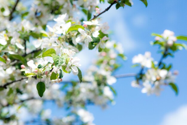 Bright flowering cherry tree branch with lot of white flowers on blurred deep green background