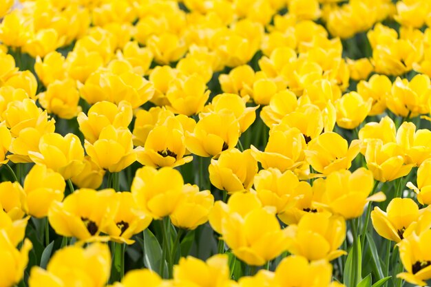 Bright flowering colorful flowers tulips in garden