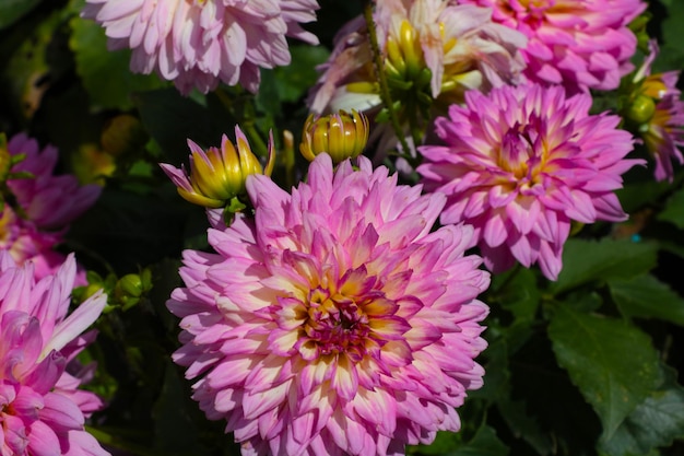 Bright flowering dahlia buds in the park in the summer