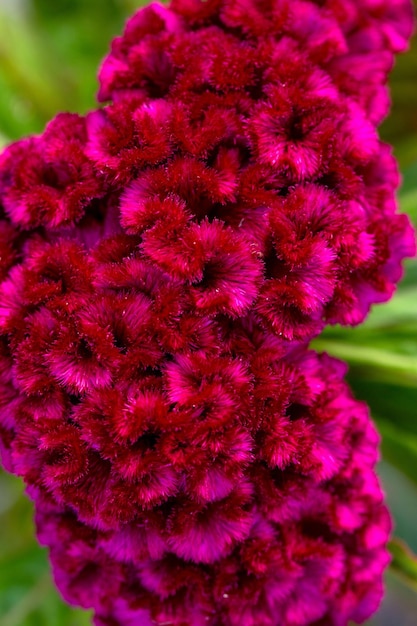 Bright flowers of Celosia argentea in a flower bed in the garden Floriculture hobby