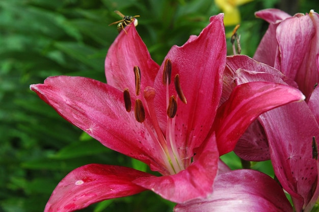 Bright flowers of fuchsia color lily closeup On one flower sits a bee Its in a blur