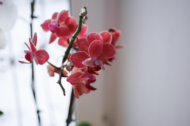 Bright flowers grow on the window