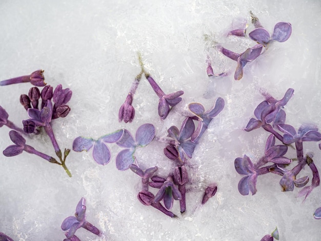 Bright flowers lying in the ice Closeup no people