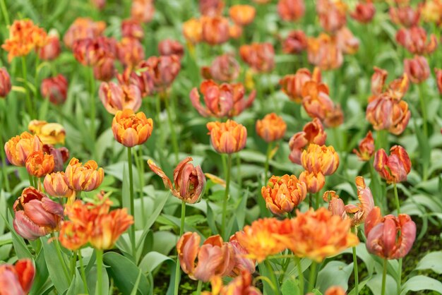 Bright flowers of tulips on a tulip field on a sunny morning, spring flowers tulips