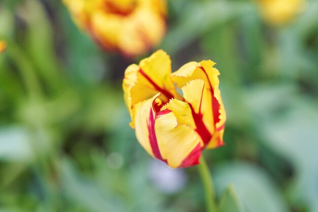 Bright flowers of tulips on a tulip field on a sunny morning