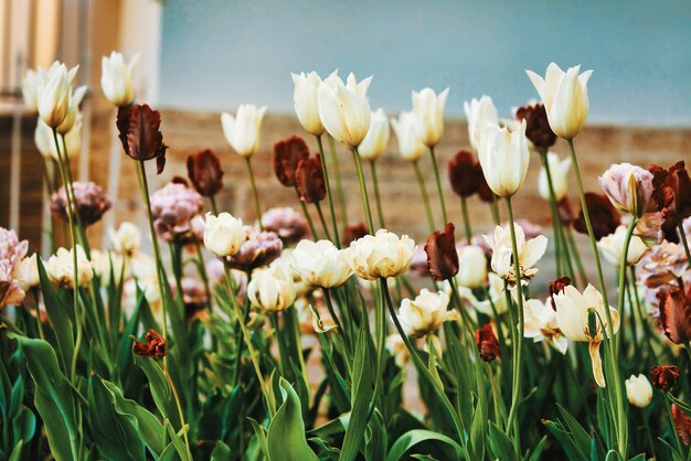 Bright flowers of tulips on a tulip field on a sunny morning