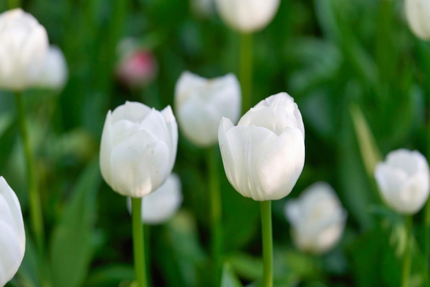 Bright flowers of tulips on a tulip field on a sunny morning