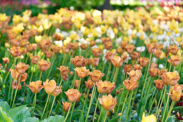 Bright flowers of tulips on a tulip field on a sunny morning