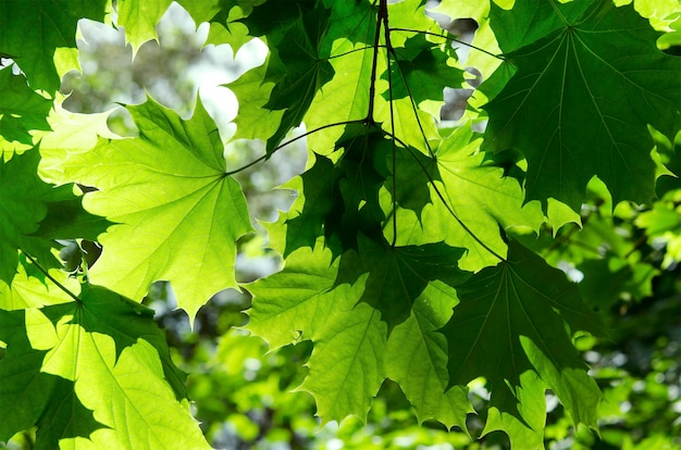 Bright foliage green maple leaves in sunlight