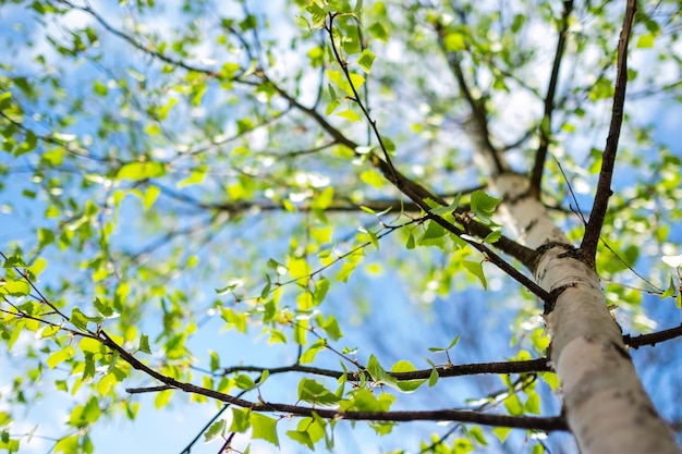 Bright fresh birch foliage in sunlight Up view