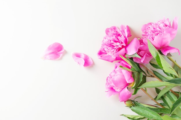 Bright fresh pink peonies lie on a light background.