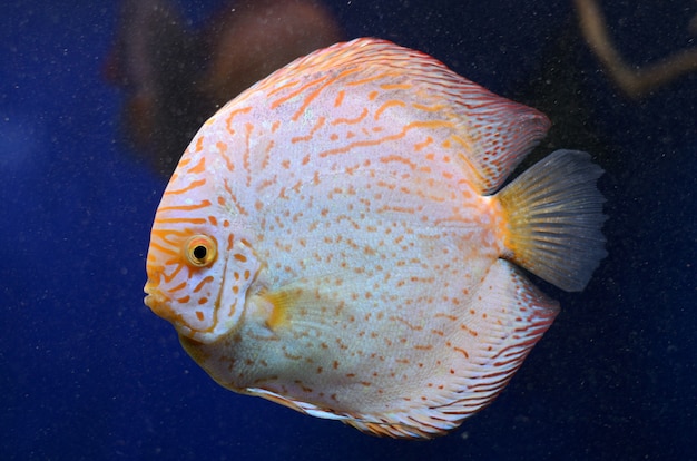 Bright freshwater Symphysodon discus, amazon river fish.