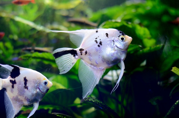 Bright freshwater with pterophyllum fishes in aquarium