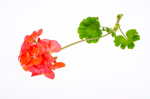 Bright garden flower of red shade isolated on white background. Studio Photo.