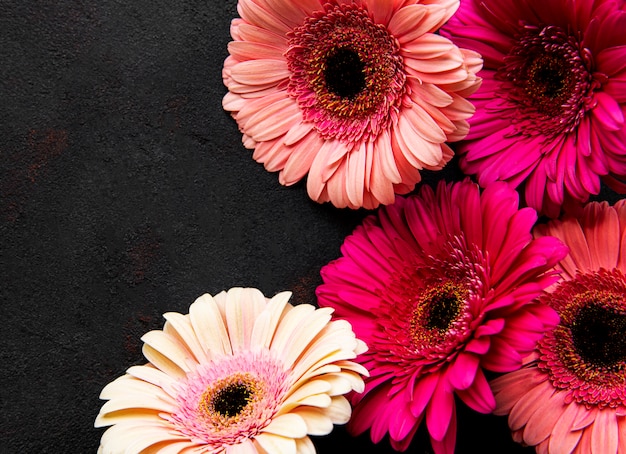 Bright gerbera flowers on black background