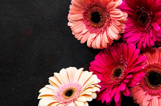 Bright gerbera flowers on black