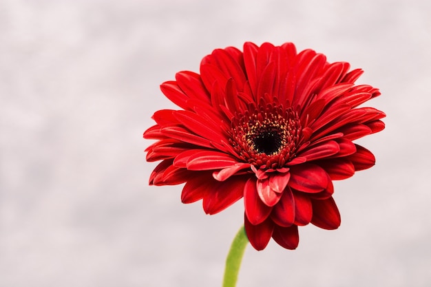 bright gerbera over light background with copy space