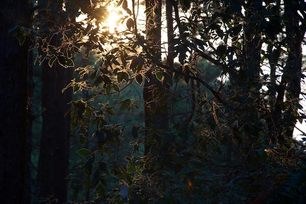 Bright glow gold leaf from sunlight in a morning