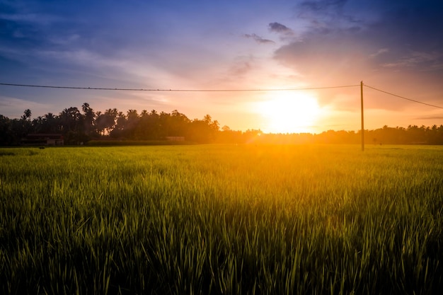 Bright glowing sunset over farmland