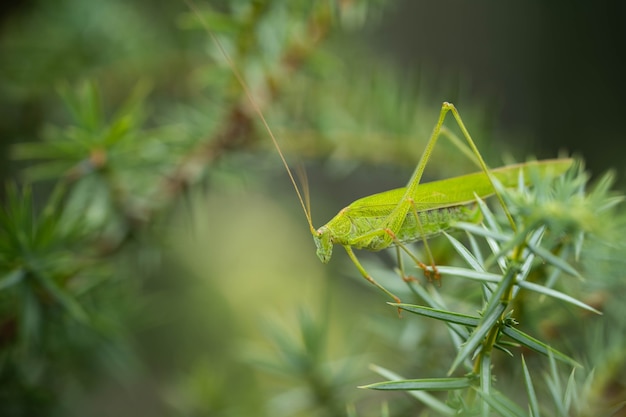 Bright grasshopper on a branch of a coniferous bush