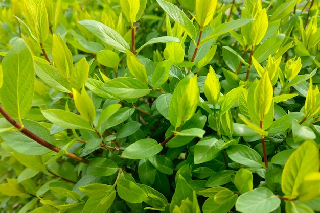 Bright green background of a young bush with green leaves