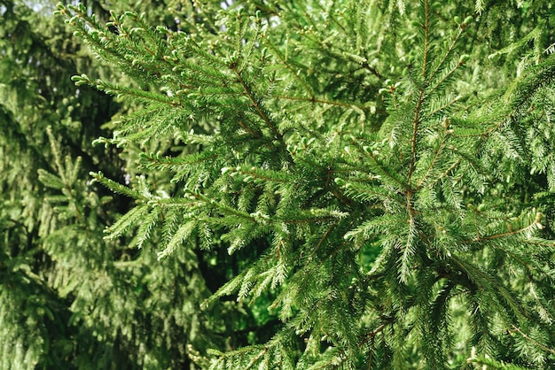 Photo bright green branches of a spruce tree natural background copy space