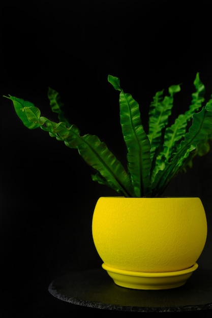 Bright green houseplant in yellow pot on black background. Ornamental plant. Asplenium or fern.