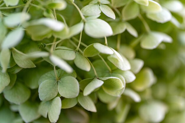 Bright green hydrangea macro photography desktop