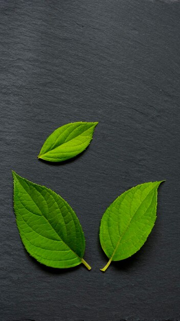 Bright green leaves on black stone surface