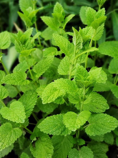 Bright green leaves of a fresh mint shrub