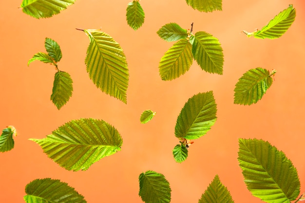 Bright green leaves on a peach table.