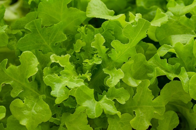 Bright green lettuce leaves growing in the garden Salad background XXXLDetail of leaf of green