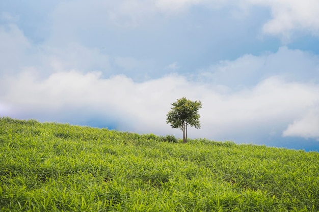 A bright green meadow with a tree against the sky background