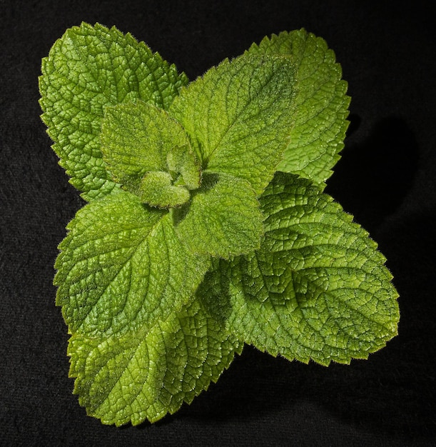 Bright green mint leaves closeup on a black background