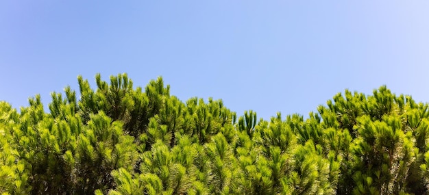 Bright green pine trees tops on blue sky background