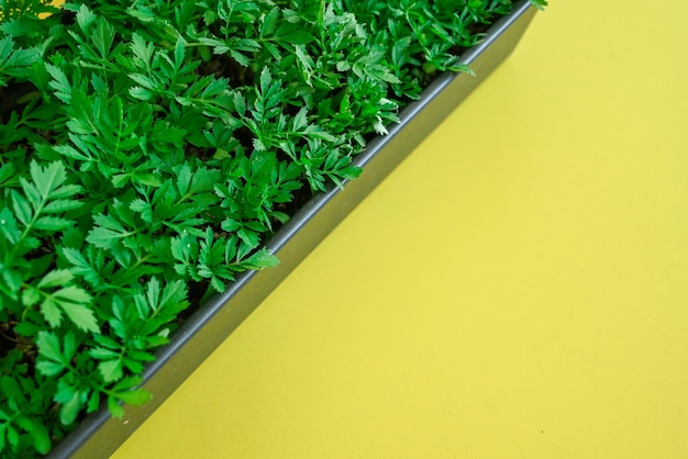 bright green seedlings on the background of a yellow table space for text