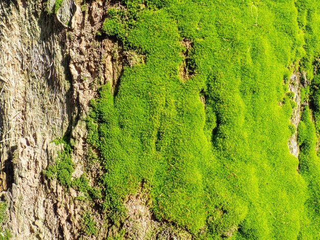 Photo bright green soft moss moss on a tree trunk closeup of the surface of a tree background from natural elements old thick bark